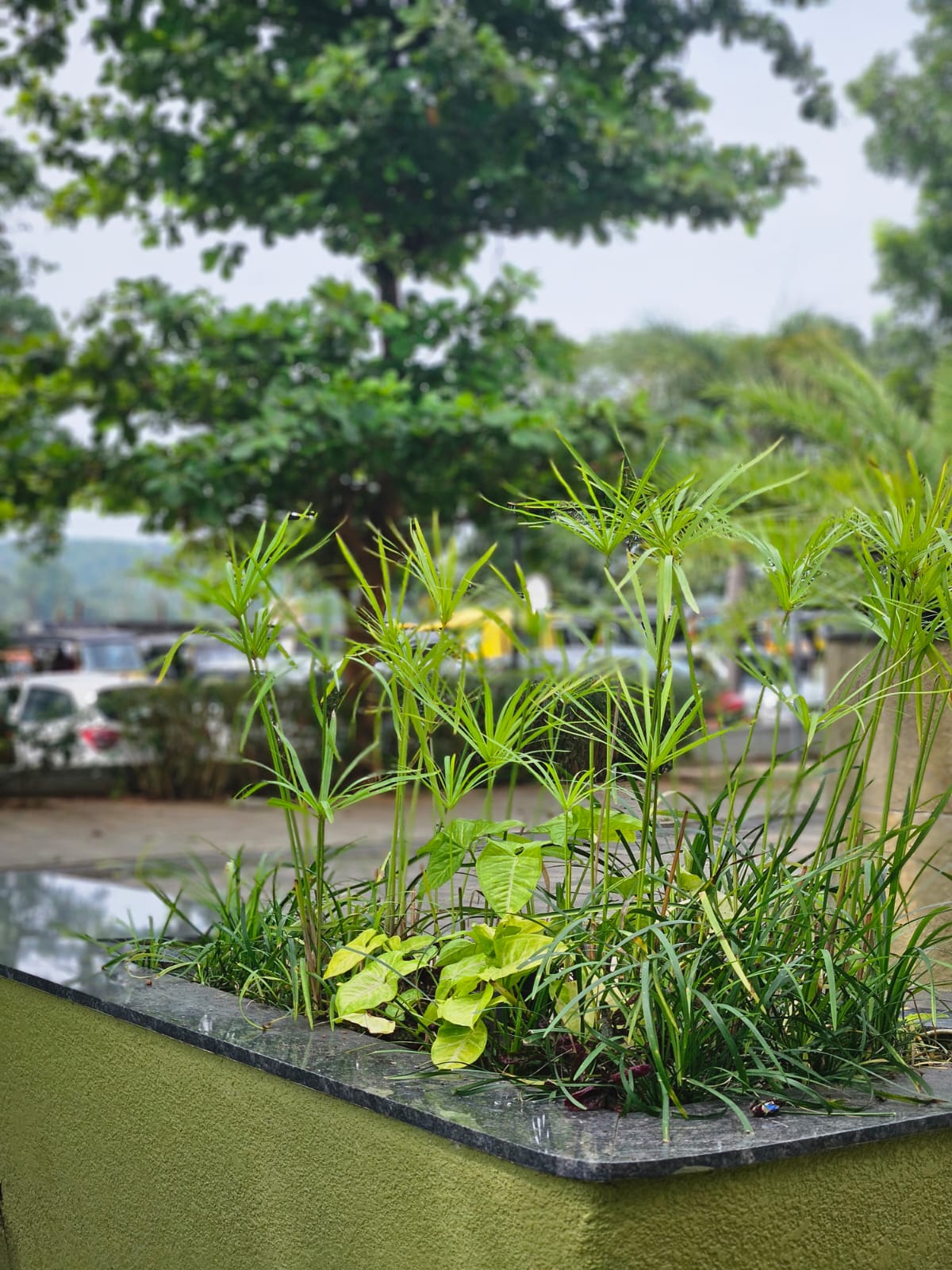 ALPINIA Greenings Team