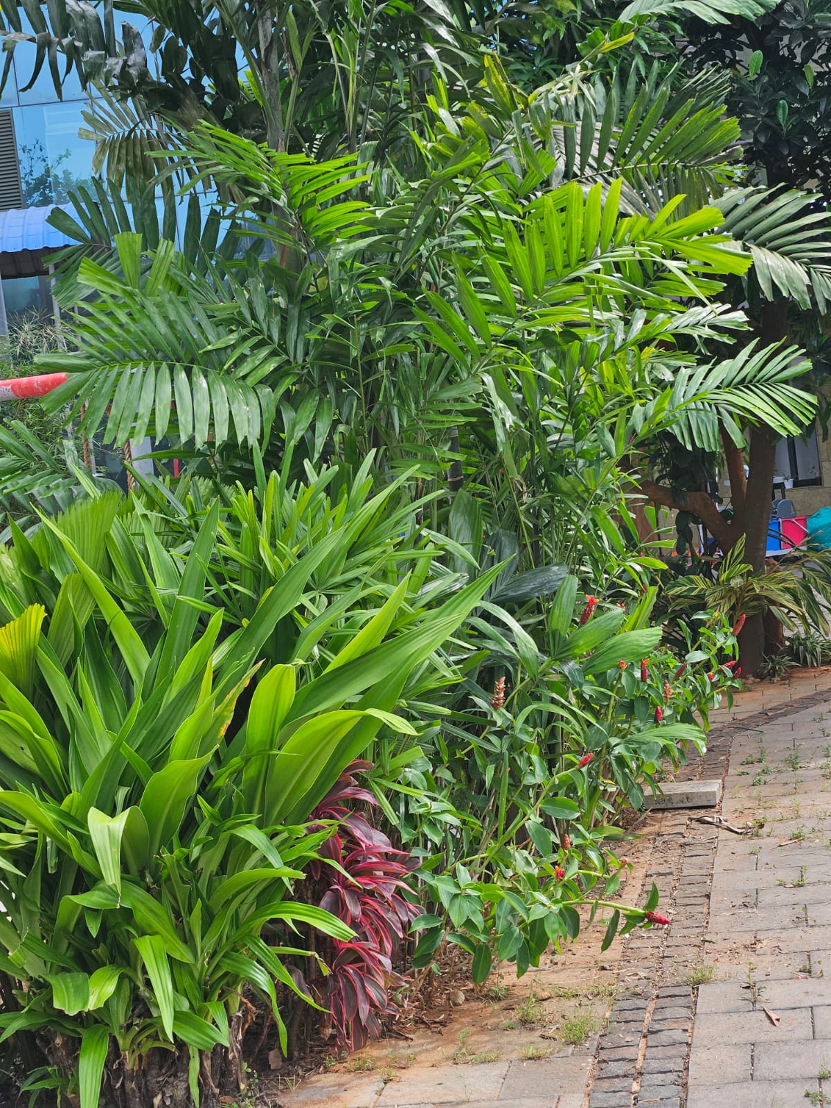 Cascading Waterfalls